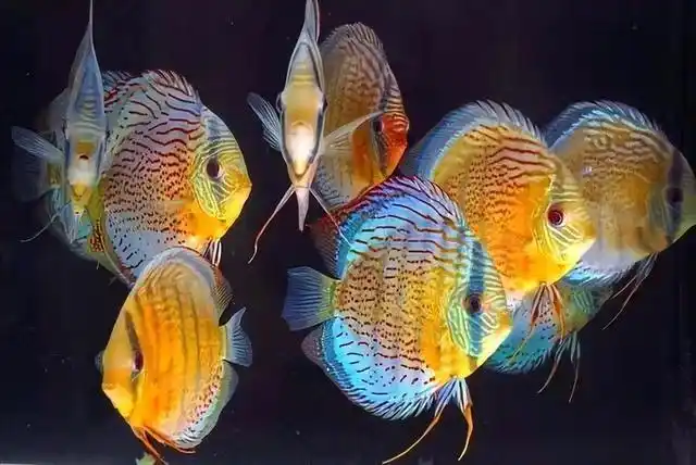 七彩神仙鱼价格(七彩神仙鱼价格排行)