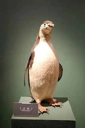 企鹅标本