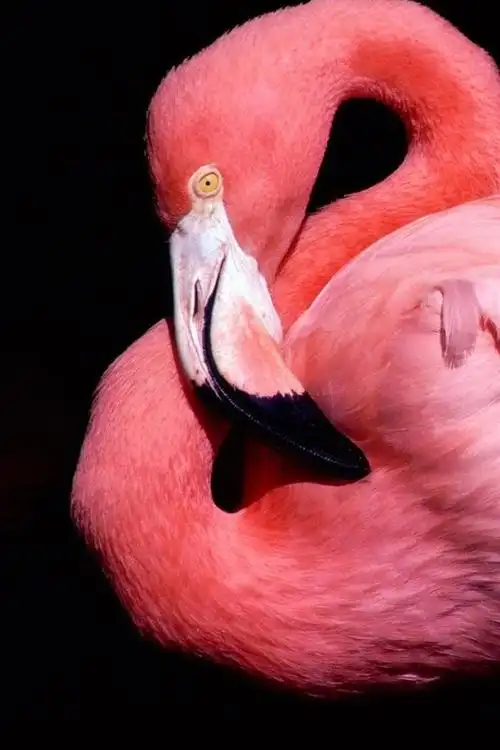 火烈鸟粉红色的羽毛,黑色的背景 iphone 壁纸