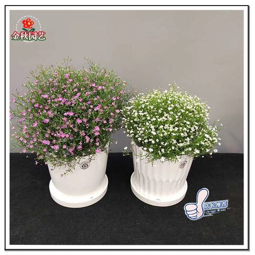 吉普赛满天星种子迷你满天星花卉种籽丸粒化种子观花盆栽阳台室外