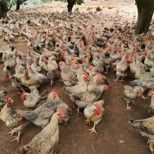 芦花鸡苗  中速红芦花 3.50 元/只