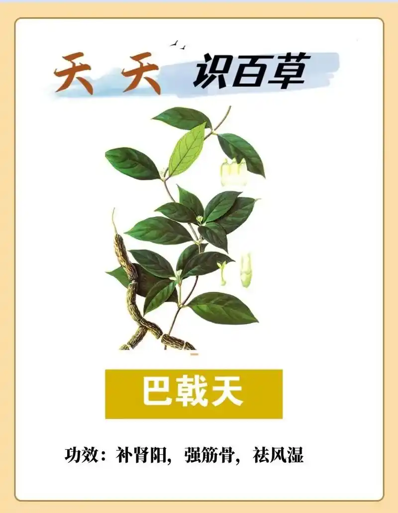 中文名:巴戟天 别名:巴戟,巴吉 - 抖音