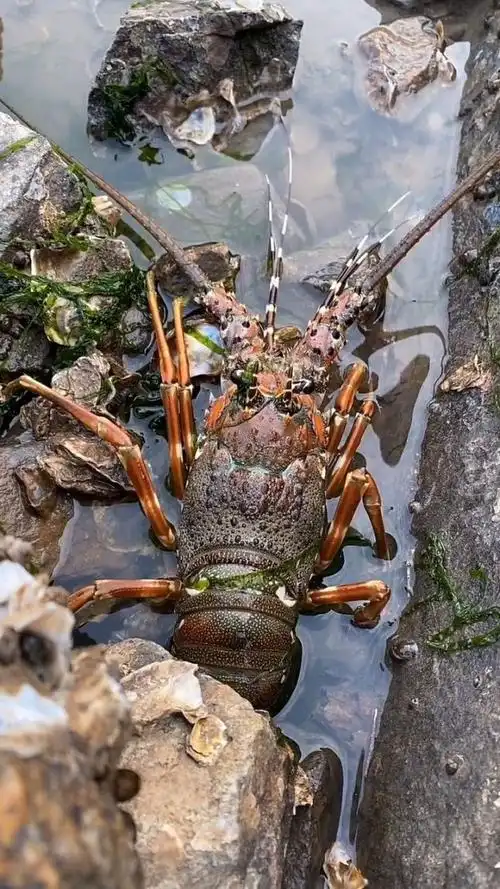 刚到海边就发现一只大龙虾,估计有十几斤重,太幸运了