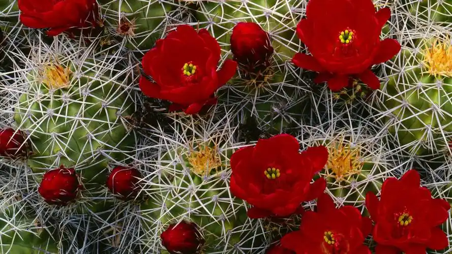 开花的仙人球壁纸