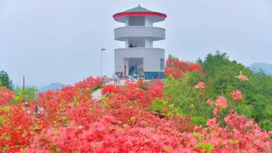 怀化麻阳高村200亩杜鹃花开邀您共赏最美春色