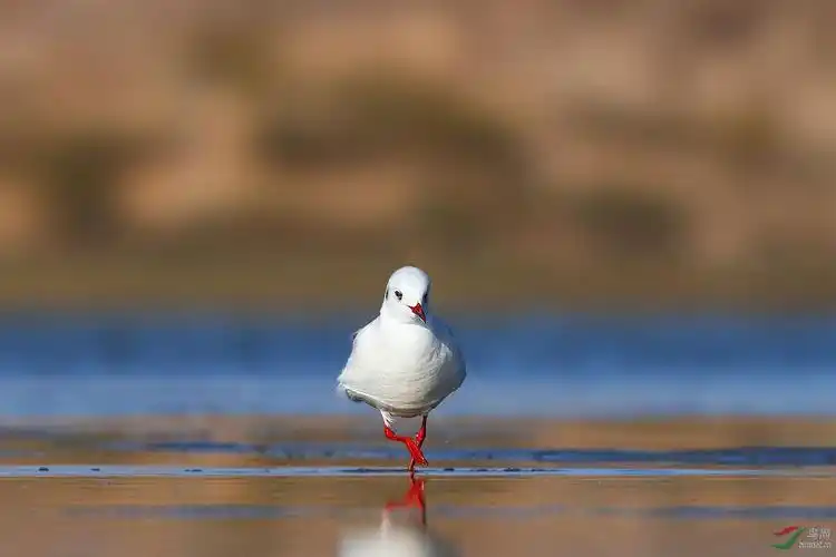 平拍红嘴鸥
