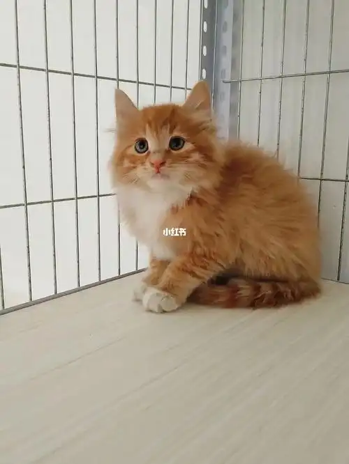 橘色狮子猫弟弟找家长