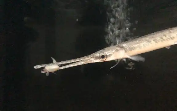 新入长吻雀鳝一条