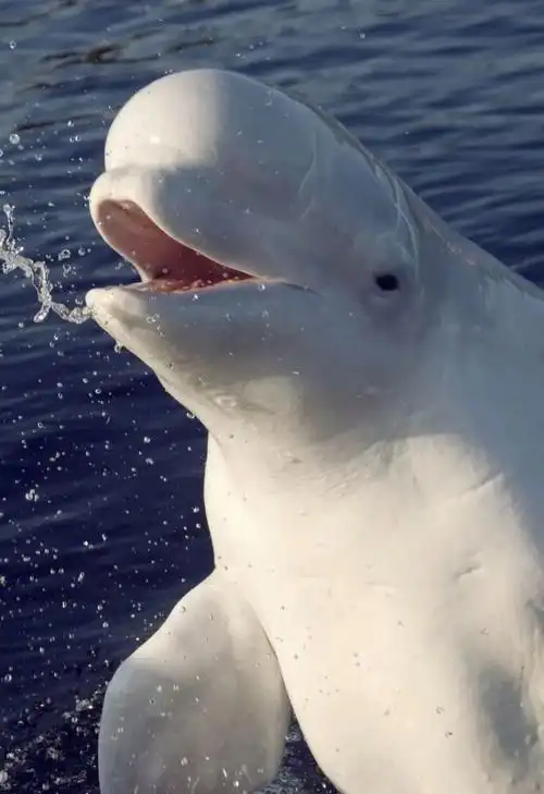 关于白鲸的资料和图片(关于大白鲸的资料)