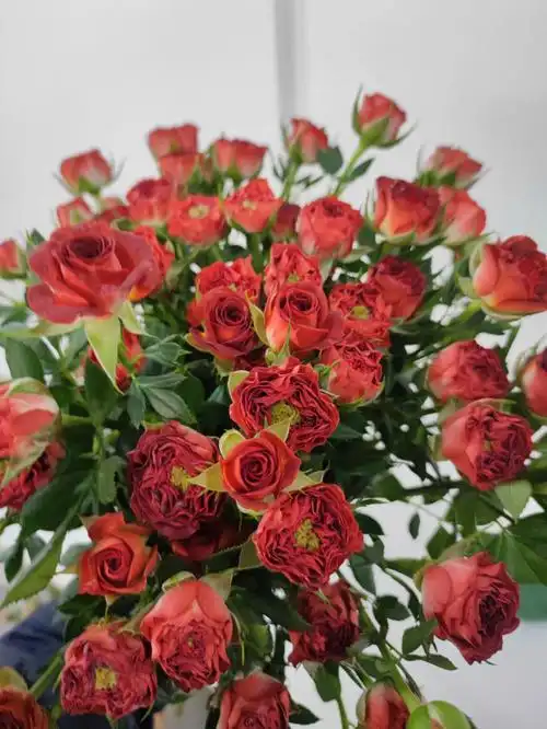 花语:浓郁而优雅的爱情,你爱了吗#多头泡泡玫瑰