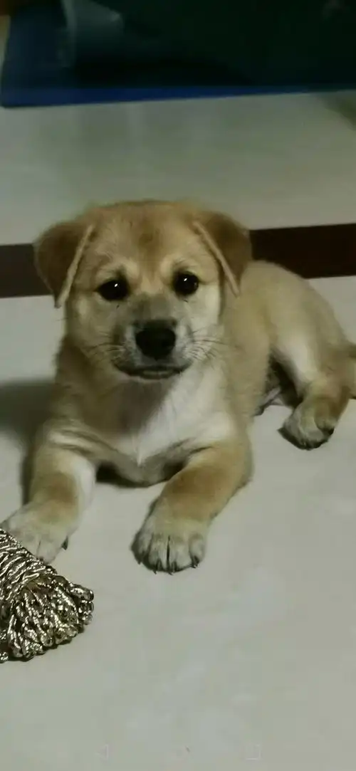 拉布拉多与土狗的串