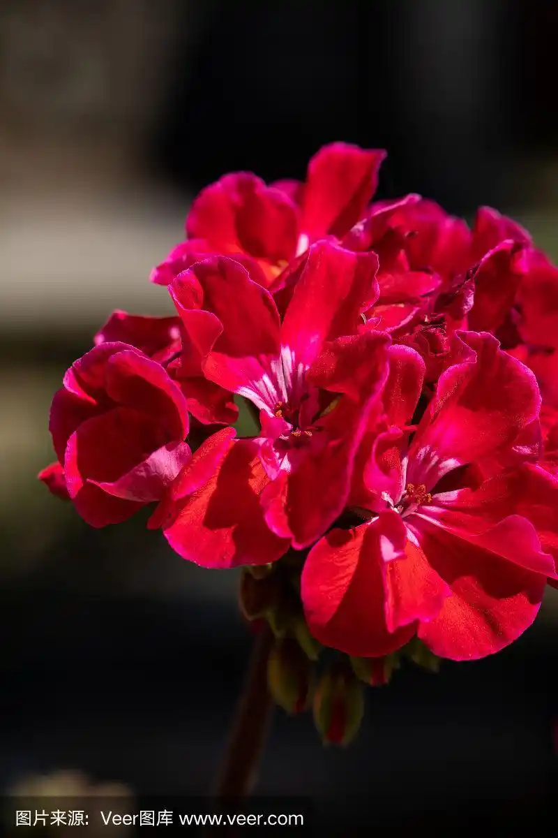 红色花园天竺葵花