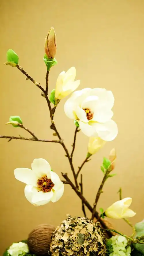 梅花 冰枝嫩绿,疏影清雅,幽香宜人,为花中之魁