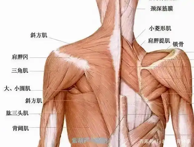 墙站立 老年人在看电视或是听广播时靠墙站立,注意脚后跟,臀部,肩背部