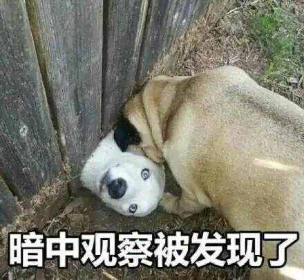 暗中观察被发现了 - 暗中观察系列 _暗中观察表情