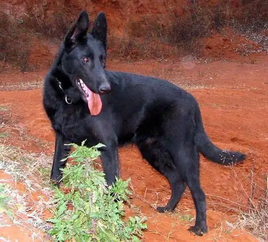 为什么没人养黑狼犬?黑狼犬特征是什么