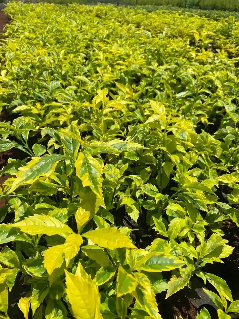 图片现货#苗木供应 - 抖音