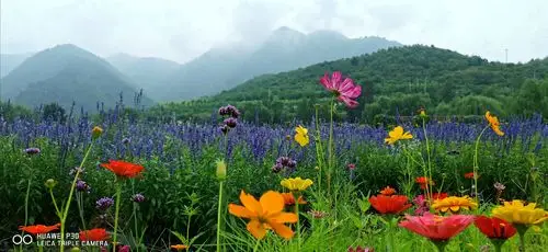 大自然的召唤——漫步人间花海 (手机版)