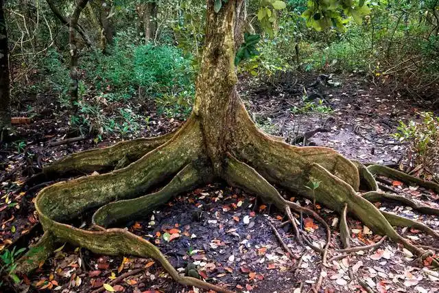 海南环岛床车自驾游之八门湾红树林日出怪树乡村