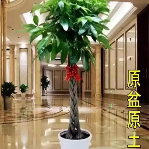 大发财树室内外花卉盆景植物盆栽大招财树摇钱树花苗客厅大型绿植