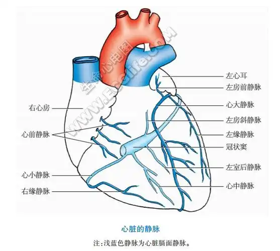 心脏静脉包括冠状窦及其属支,心前静脉和心最小静脉等,主要注入右心房