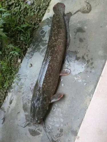 > 超低价供应埃及塘鲺鲶鱼胡子鲶