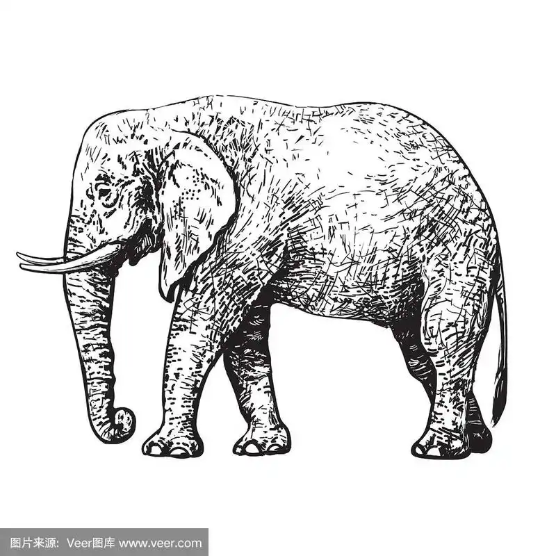 行走的非洲大象素描风格