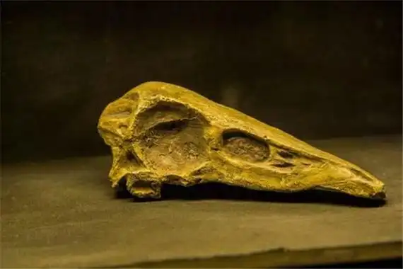 二,博妮塔龙的生活习惯