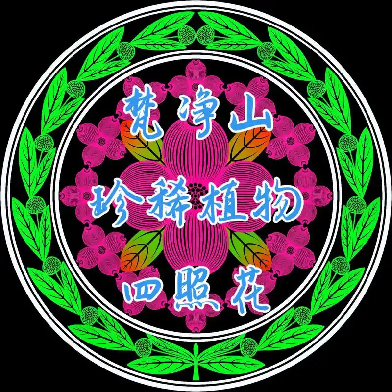 梵净山珍稀植物剪纸系列——四照花 - 抖音