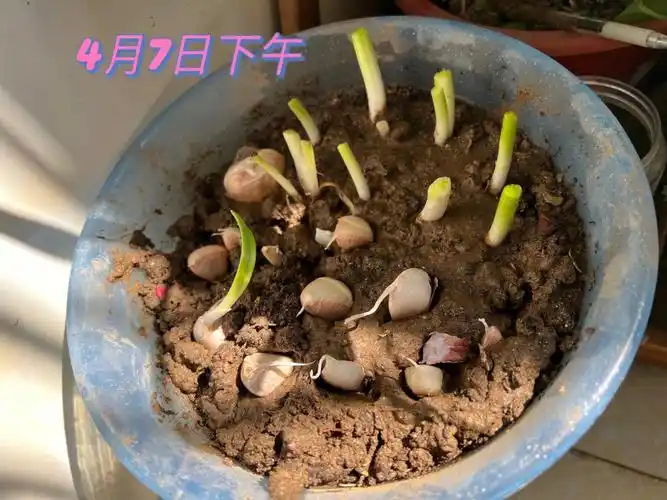 种葱日记
