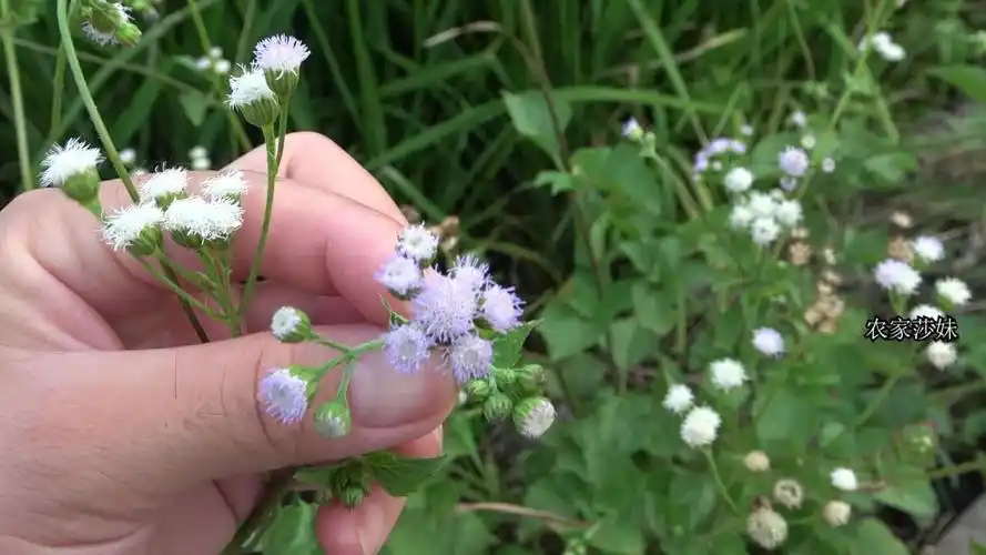 农村"臭草"随处可见,认识的当它是宝,它的用途你了解多少?