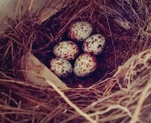 小鸟 的诞生~翅膀硬了