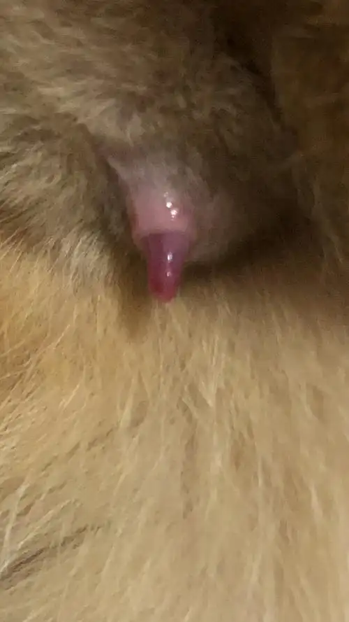 讨论深夜话题猫的jj真的有倒刺吗