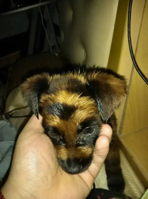 我买了一条黑黄条纹的狗是什麼品种的