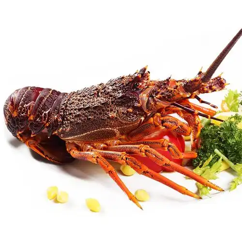 澳龙大龙虾 鲜活_【广州鲜活配送】澳洲进口大龙虾 澳龙 高档海鲜