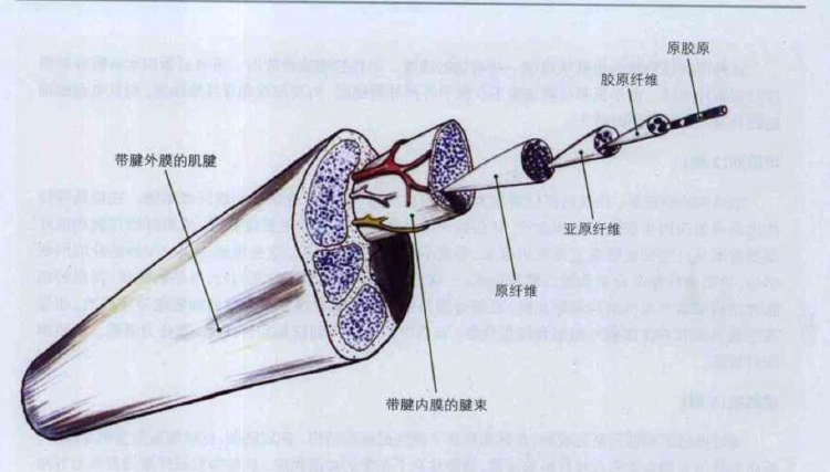 肌腱:结构,功能,损伤_运动解剖:对解剖的了解更多一点_健康养生