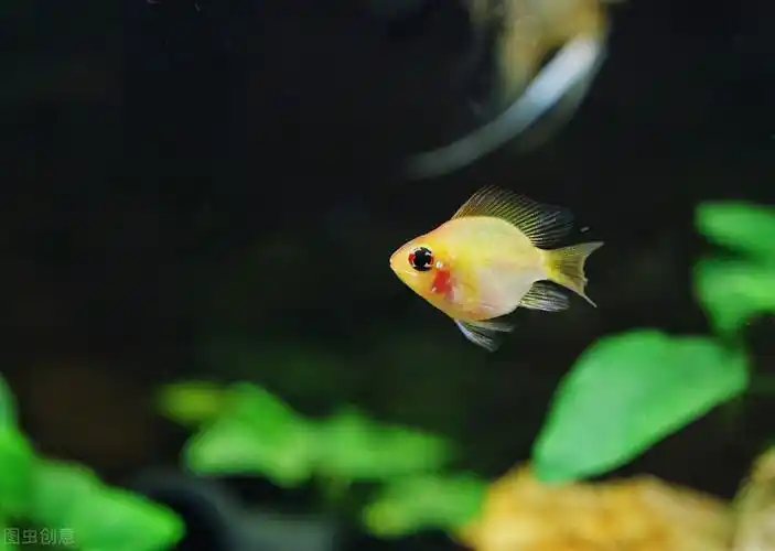 金波子阿凡达荷兰凤凰鱼短鲷鱼热带观赏鱼活体小型淡水鱼好养耐活