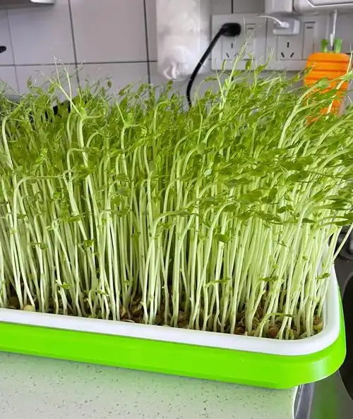 一捧豆可以吃两茬嫩豆苗儿91足不出户体验采摘的乐趣