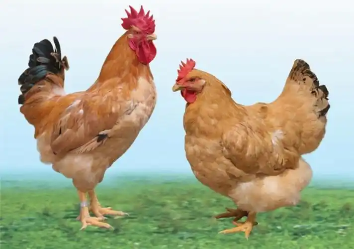 江村黄鸡(图片来源于惠州兴泰现代农业有限公司)惠州胡须鸡(图片来源