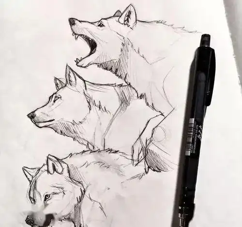 动物各种形态的手绘画稿