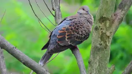 山斑鸠虎纹斑鸠,这只斑鸠的羽毛好漂亮啊,附近有珠颈斑鸠叫声