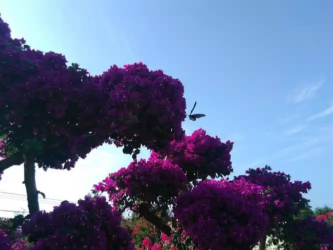 【探访桂林尧山花卉基地】_广西社区图片集锦_汽车论坛-易车网