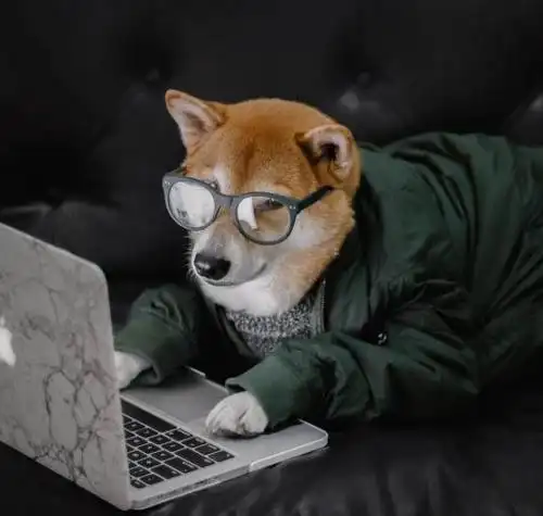 30万粉丝,和coach等各种大牌合作,分分钟月入9万,竟然是一条日本柴犬?