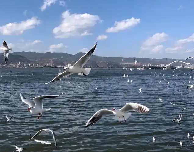 云南红河之旅之四-昆明滇池红嘴鸥,笔架山,瀑布公园