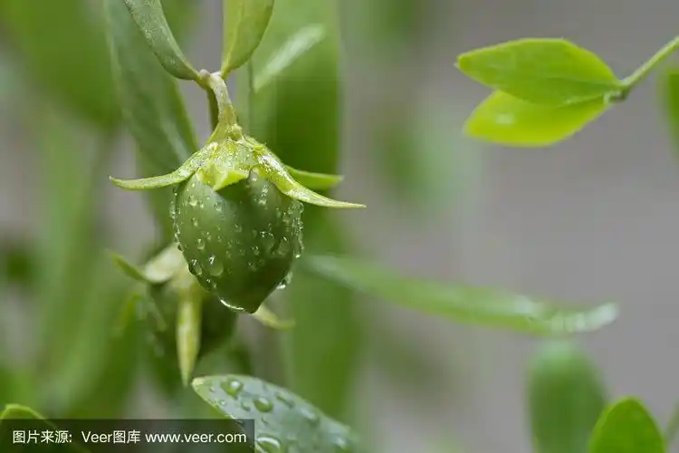 霍霍巴的种子和叶子用于化妆品和生物燃料