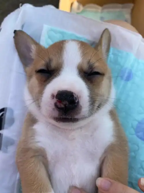 我来更新啦柯基法斗的宝宝