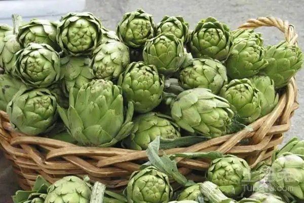 朝鲜蓟药用的功效与作用