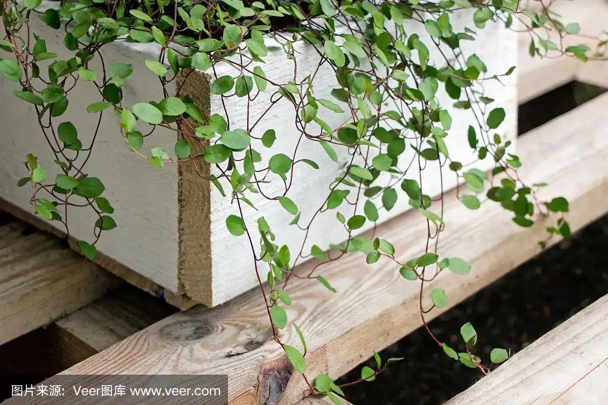 木罐内的铁线藤植物