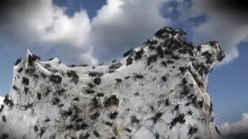 领略自然奇观——蜘蛛雨