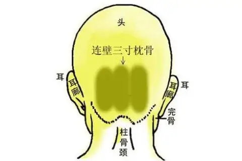 脑后枕骨丰满的人命运如何?